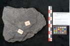 Foto (Objekt + Etikett) von Neuropteris sp.  (NHMW-GEO-2024-0188-10681)